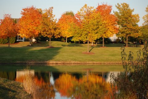Manley Road Pond